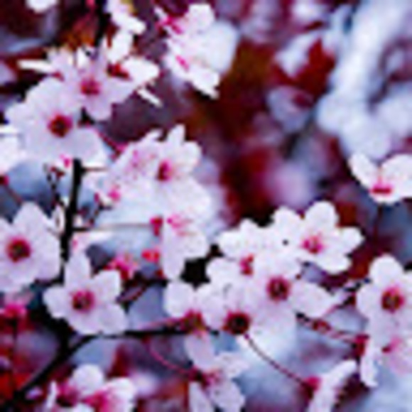 Meet your Posher, Violet - Picture 1 of 1